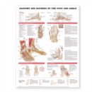 Anatomy and Injuries of the Foot and Ankle - Book