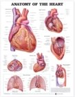 Anatomy of the Heart Anatomical Chart - Book