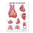Anatomy of the Heart Anatomical Chart - Book