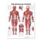 The Muscular System Giant Chart - Book