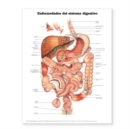 Diseases of the Digestive System Anatomical Chart in Spanish (Enfermedades del Sistema Digestivo) - Book