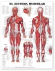 The Muscular System Anatomical Chart in Spanish (El Sistema Muscular) - Book