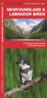Newfoundland & Labrador Birds : A Folding Pocket Guide to Familiar Species - Book