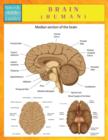 Brain (Human) (Speedy Study Guides) - Book
