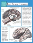 The Brain (Human) (Speedy Study Guide) - Book