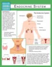 Endocrine System (Speedy Study Guide) - Book