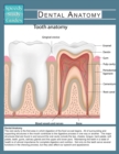 Dental Anatomy (Speedy Study Guide) - Book
