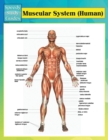 Muscular System (Human) (Speedy Study Guides) - Book