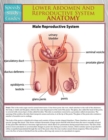 Lower Abdomen and Reproductive System Anatomy (Speedy Study Guide) - Book
