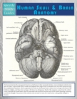 Human Skull and Brain Anatomy (Speedy Study Guide) - Book
