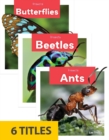 Insects (Set of 6) - Book