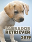 Labrador Retriever 2019 Calendar (UK Edition) - Book