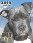 Pit Bull 2019 Calendar (UK Edition) - Book