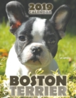Boston Terrier 2019 Calendar (UK Edition) - Book