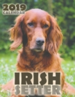 Irish Setter 2019 Calendar (UK Edition) - Book