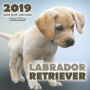 Labrador Retriever 2019 Mini Wall Calendar (UK Edition) - Book