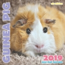Guinea Pig 2019 Mini Wall Calendar (UK Edition) - Book