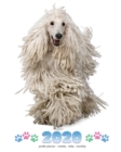 2020 Poodle Planner - Weekly - Daily - Monthly - Book