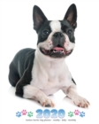 2020 Boston Terrier Dog Planner - Weekly - Daily - Monthly - Book
