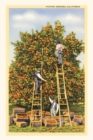 Vintage Journal Picking Oranges in California - Book
