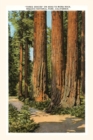 The Vintage Journal Three Graces Redwoods, Sequoia, California - Book