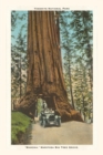The Vintage Journal Wawona, Mariposa Big Tree Grove, Yosemite, California - Book