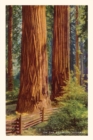The Vintage Journal Giant Redwoods - Book