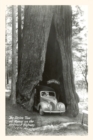 The Vintage Journal Car Driving through Redwood - Book