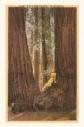 The Vintage Journal Girl in Nook of Twin Redwood Trees - Book