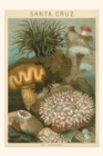 Vintage Journal Sea Anemones, Santa Cruz, California - Book