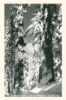 Vintage Journal Wawona Grove of Big Trees, Yosemite - Book