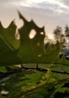 Leafy Morning Journal - Book