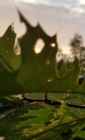 Leafy Morning Journal - Book