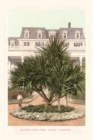 Vintage Journal Screw Pine Tree, Miami, Florida - Book