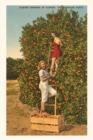 Vintage Journal Women Picking Oranges, Florida - Book