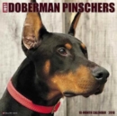 Just Dobermans 2018 Wall Calendar (Dog Breed Calendar) - Book