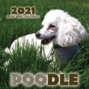 Poodle 2021 Mini Wall Calendar - Book