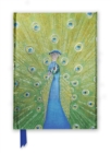 Peacock in Blue & Green (Foiled Journal) - Book