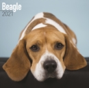 Beagle 2021 Wall Calendar - Book
