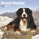 Bernese Mountain Dog 2021 Wall Calendar - Book