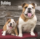 Bulldog 2021 Wall Calendar - Book