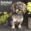 Dachshund Wire Haired 2021 Wall Calendar - Book