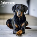 Dobermann 2021 Wall Calendar - Book