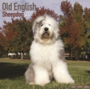 Old English Sheepdog 2021 Wall Calendar - Book