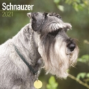 Schnauzer 2021 Wall Calendar - Book
