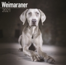 Weimaraner 2021 Wall Calendar - Book
