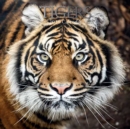 Tigers : 2020 Square Wall Calendar - Book