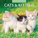 Cats & Kittens 2024 Square Wall Calendar - Book