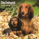 Longhaired Dachshund Calendar 2024  Square Dog Breed Wall Calendar - 16 Month - Book