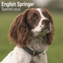 Eng Springer Spaniel (Euro) Calendar 2024  Square Dog Breed Wall Calendar - 16 Month - Book